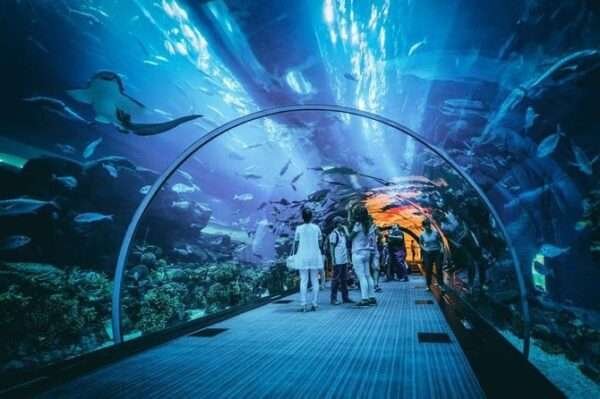 Dubai Aquarium Underwater Zoo 215 AED PER PERSON