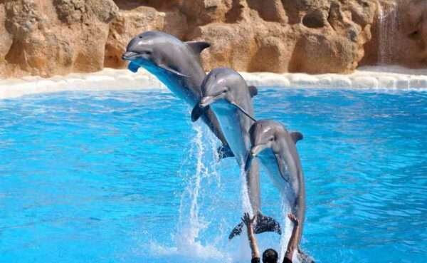 Dubai Dolphinarium Show 120 AED PER PERSON